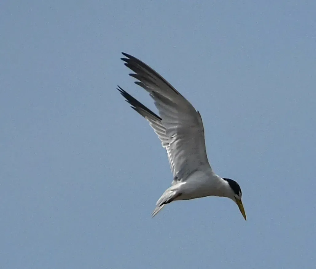 File:Sternula superciliaris.jpg
