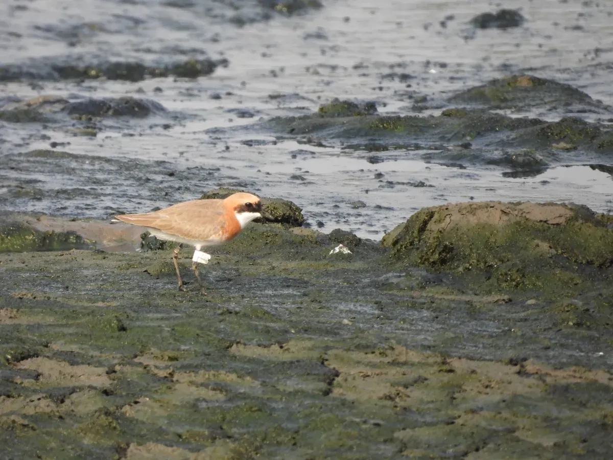 File:Tibetan Sand Plover Anarhynchus atrifrons DSCN4277 01.jpg