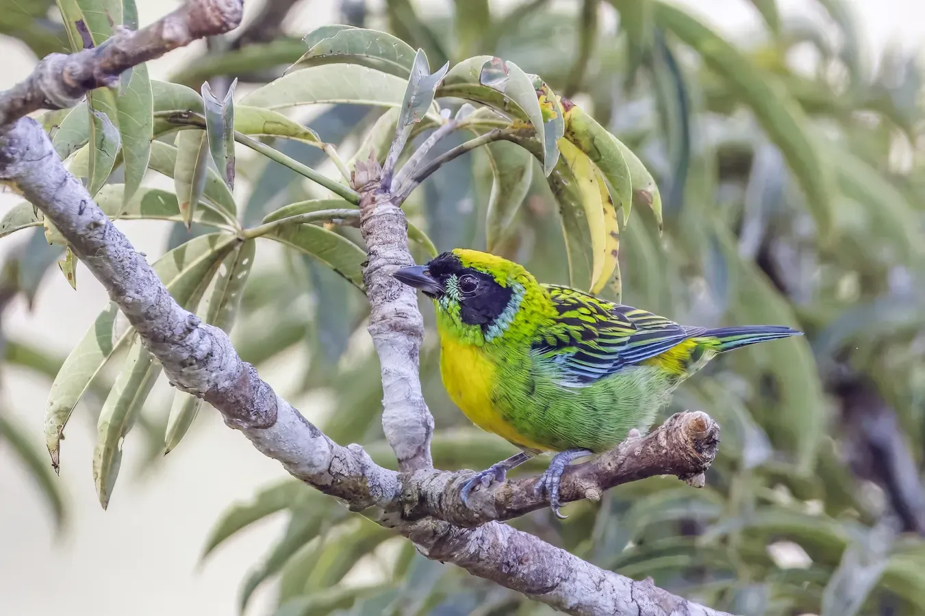 File:Green-and-gold tanager (Tangara schrankii schrankii) Rio Napo.jpg