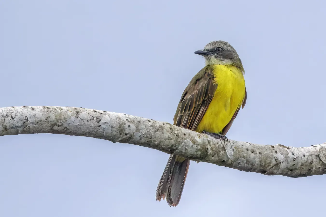 File:Grey-capped flycatcher (Myiozetetes granadensis obscurior) Rio Napo 2.jpg