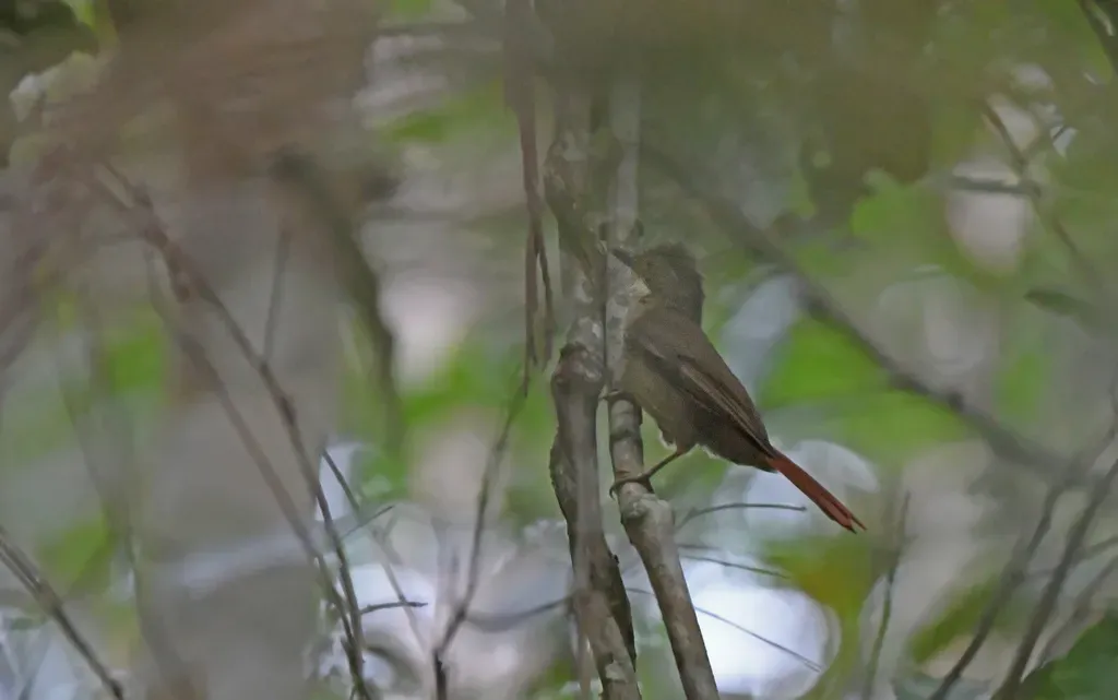 File:Automolus paraensis - Avistamento em Paragominas.jpg