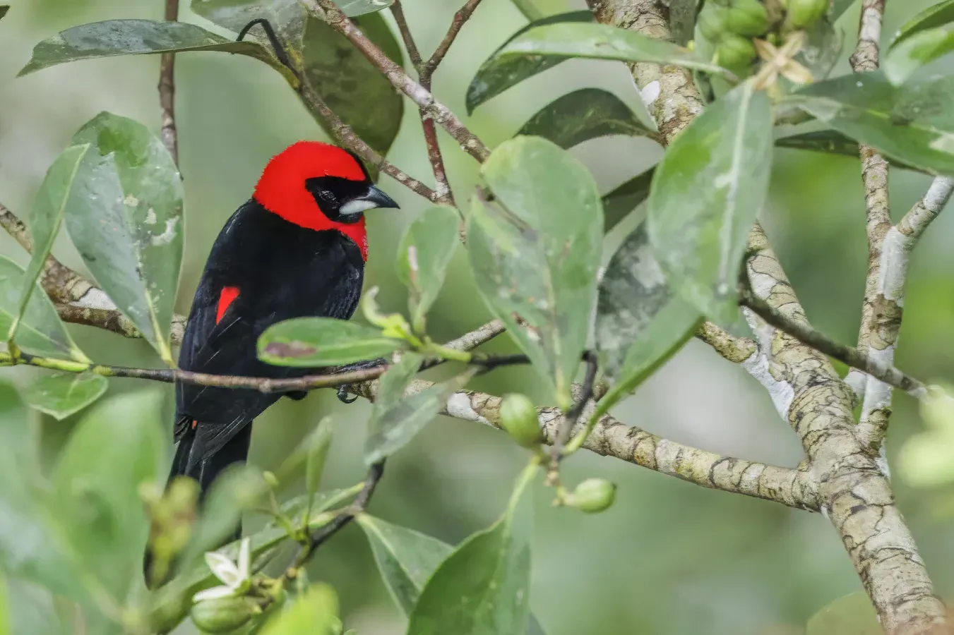 File:Masked crimson tanager (Ramphocelus nigrogularis) Rio Napo.jpg