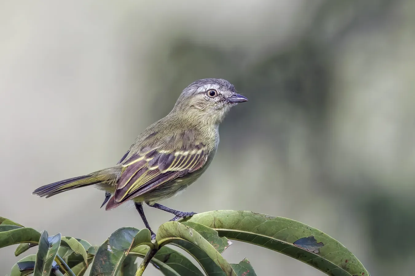 File:Slender-footed tyrranulet (Zimmerius gracilipes gracilipes) Rio Napo 2.jpg
