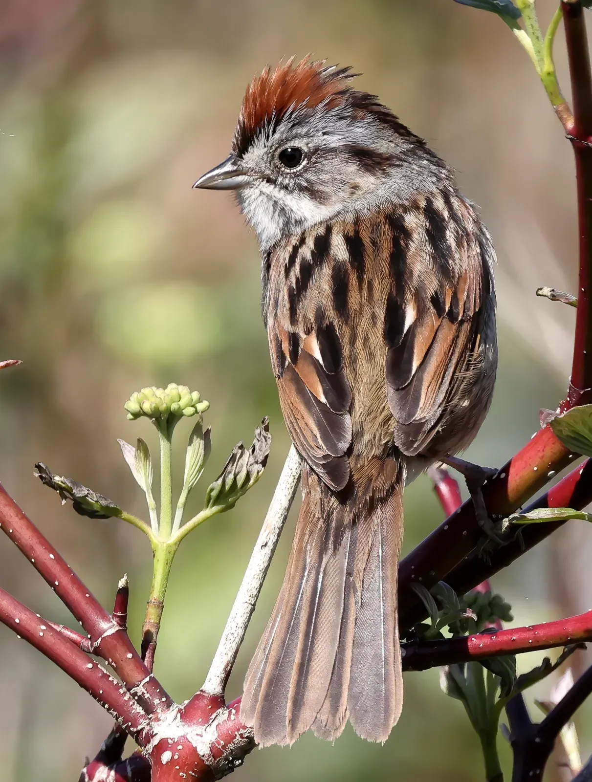 File:Melospiza georgiana MP 01, crop.jpg