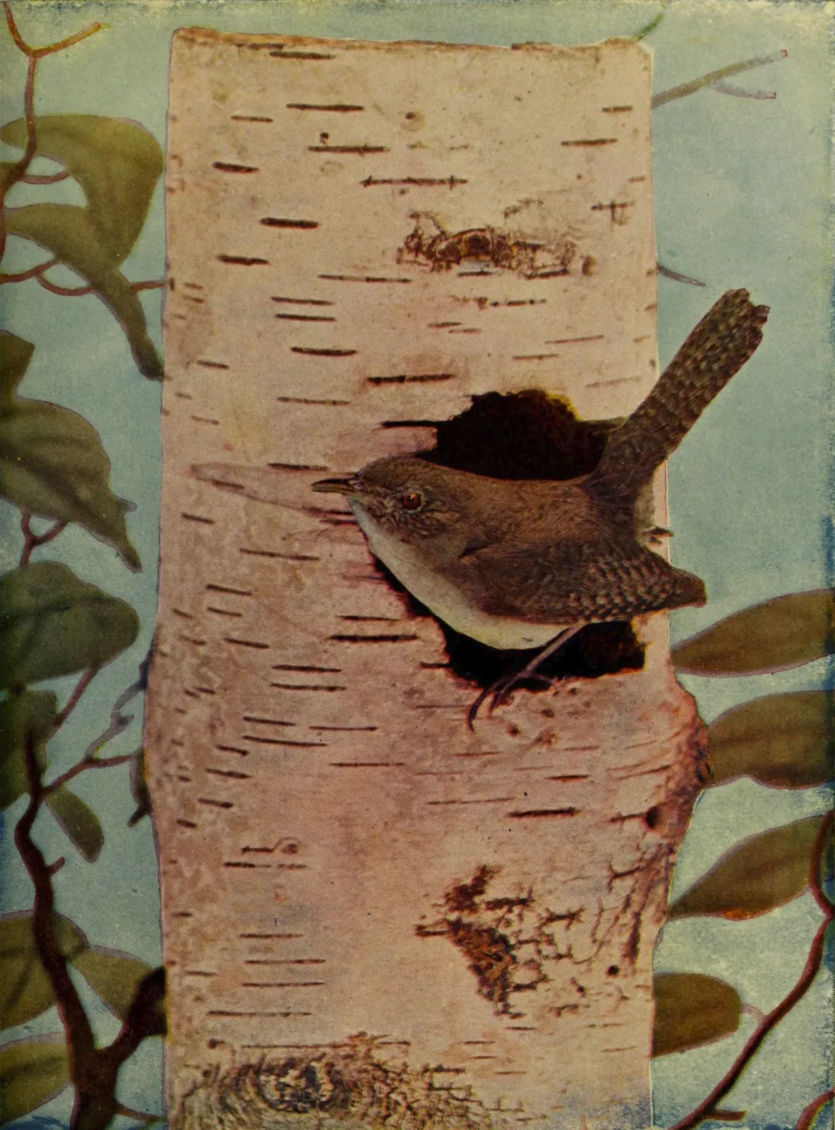 File:Troglodytes aedon 1905.jpg