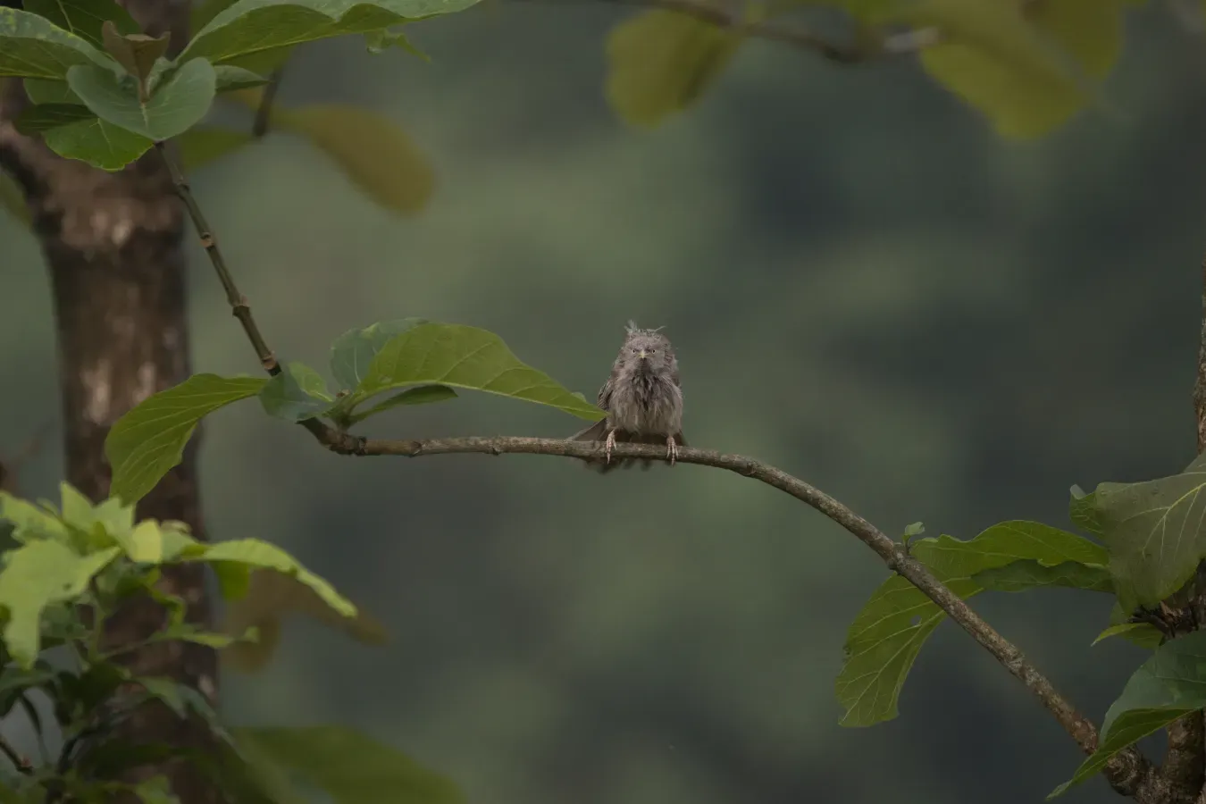 File:Jungle babbler (Argya striata) at Koshi.jpg