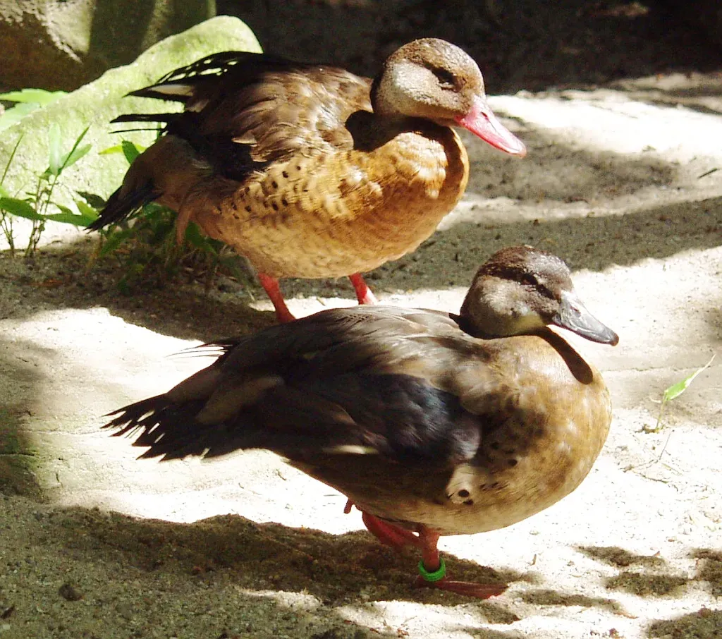 File:Amazonasenten - Brazilian teal - Amazonetta brasiliensis.jpg