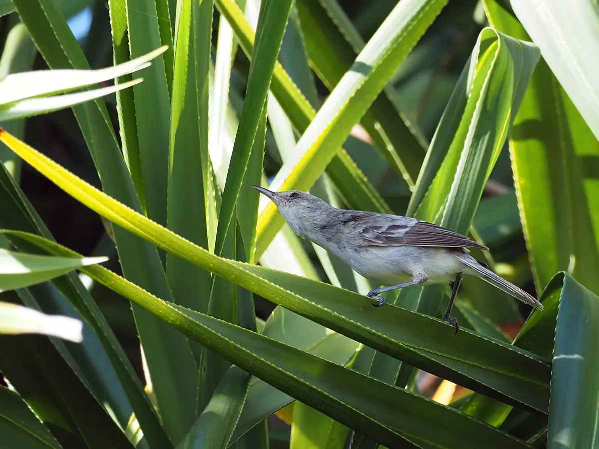 File:Acrocephalus taiti 395655201.jpg