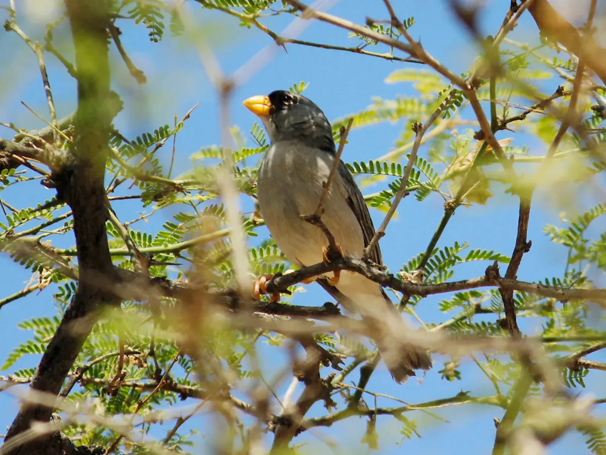 File:Cinereous Finch (Piezorina cinerea), Contralmirante Villar, Peru 1.jpg