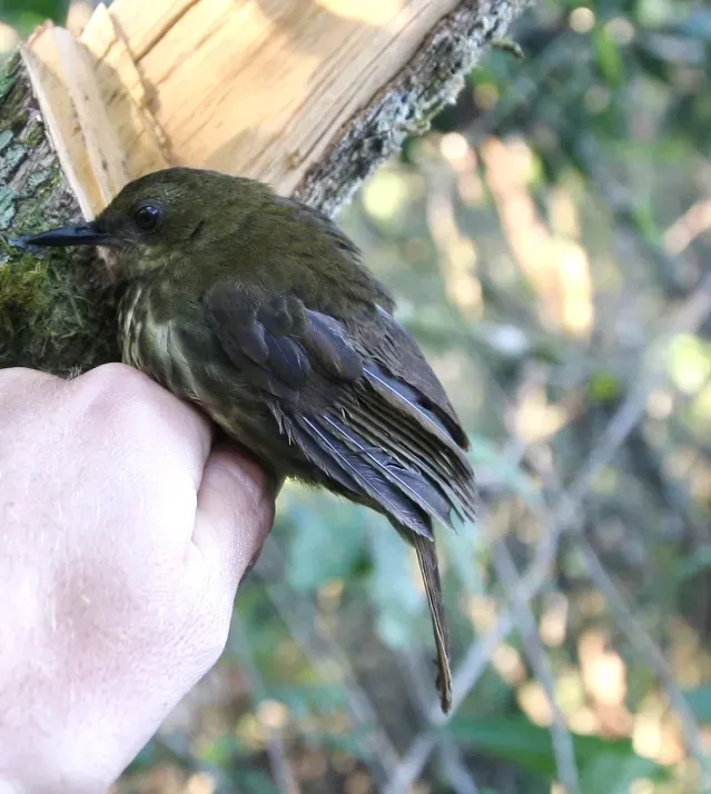 File:Arcanator orostruthus.jpg