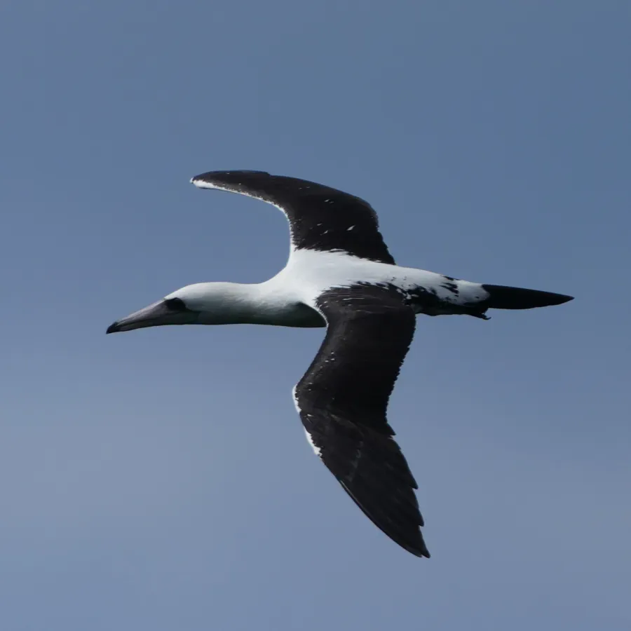 File:Papasula abbotti 408872264.jpg