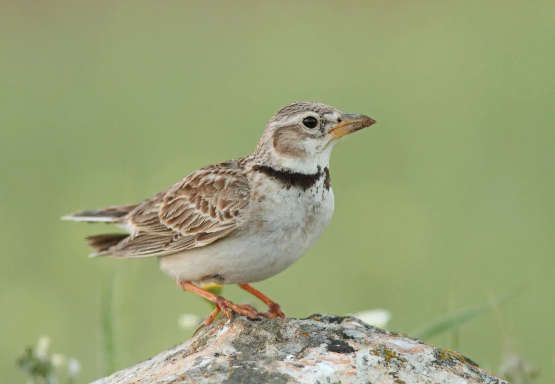 File:Kalanderleeuwerik - calandra lark - Melanocorypha calandra.jpg