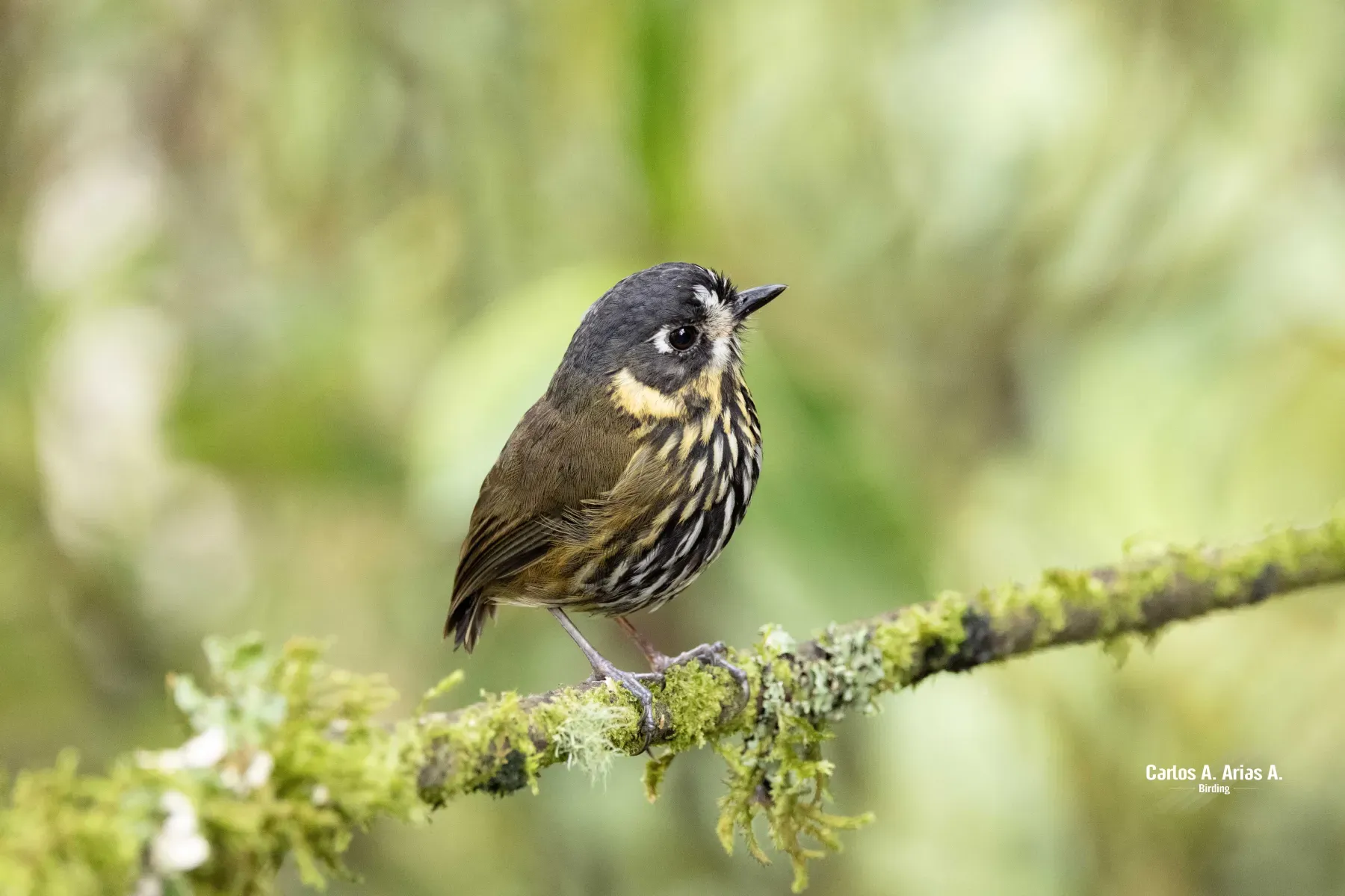 File:Grallaricula lineifrons - Flickr - Carlos Alberto Arias A..jpg