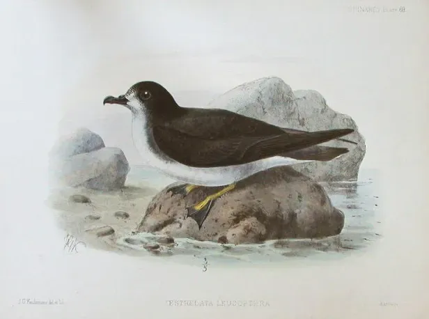 File:PterodromaLeucoptera.jpg