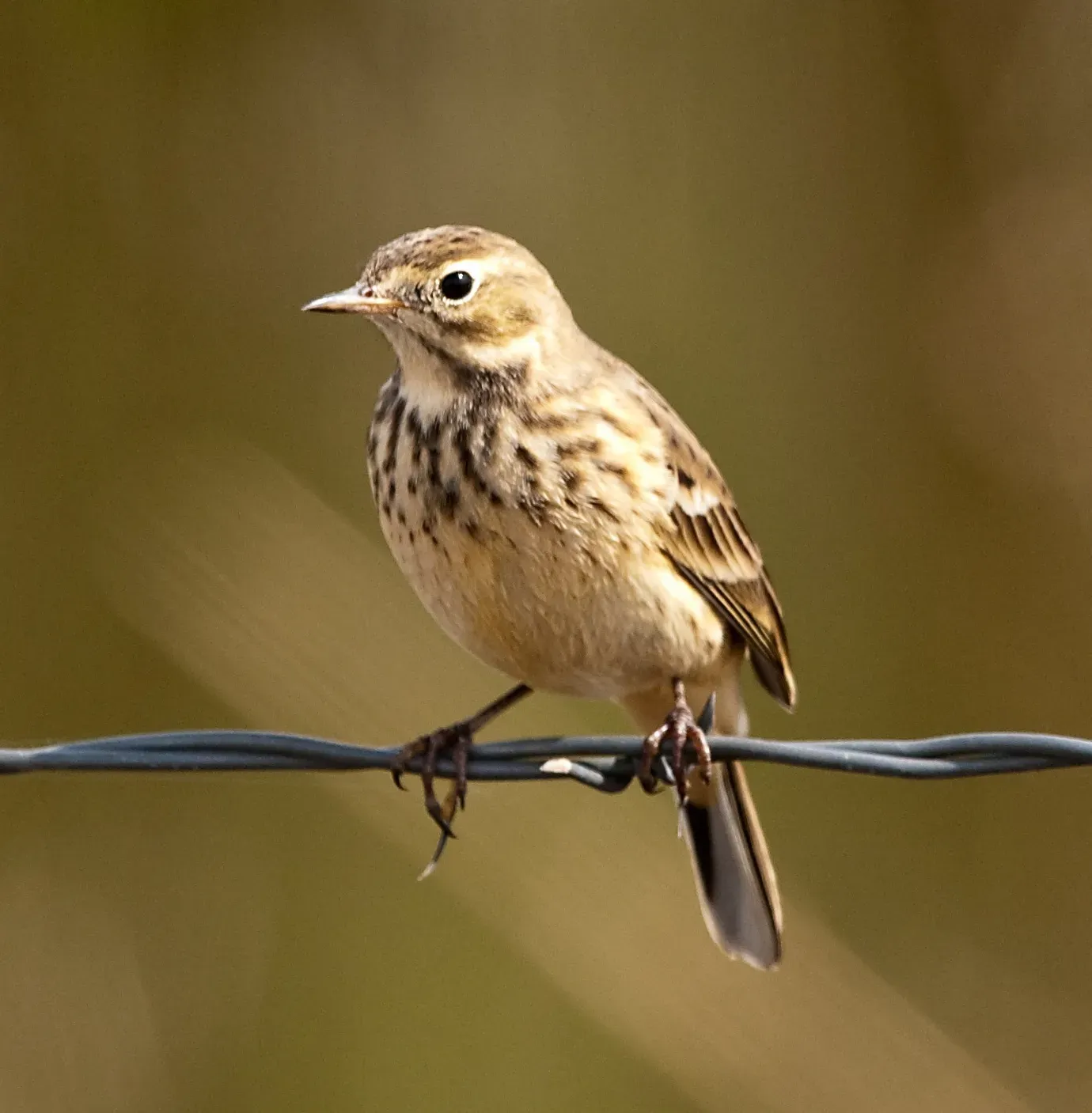 File:Anthus rubescens -Harney County, Oregon, USA-8.jpg