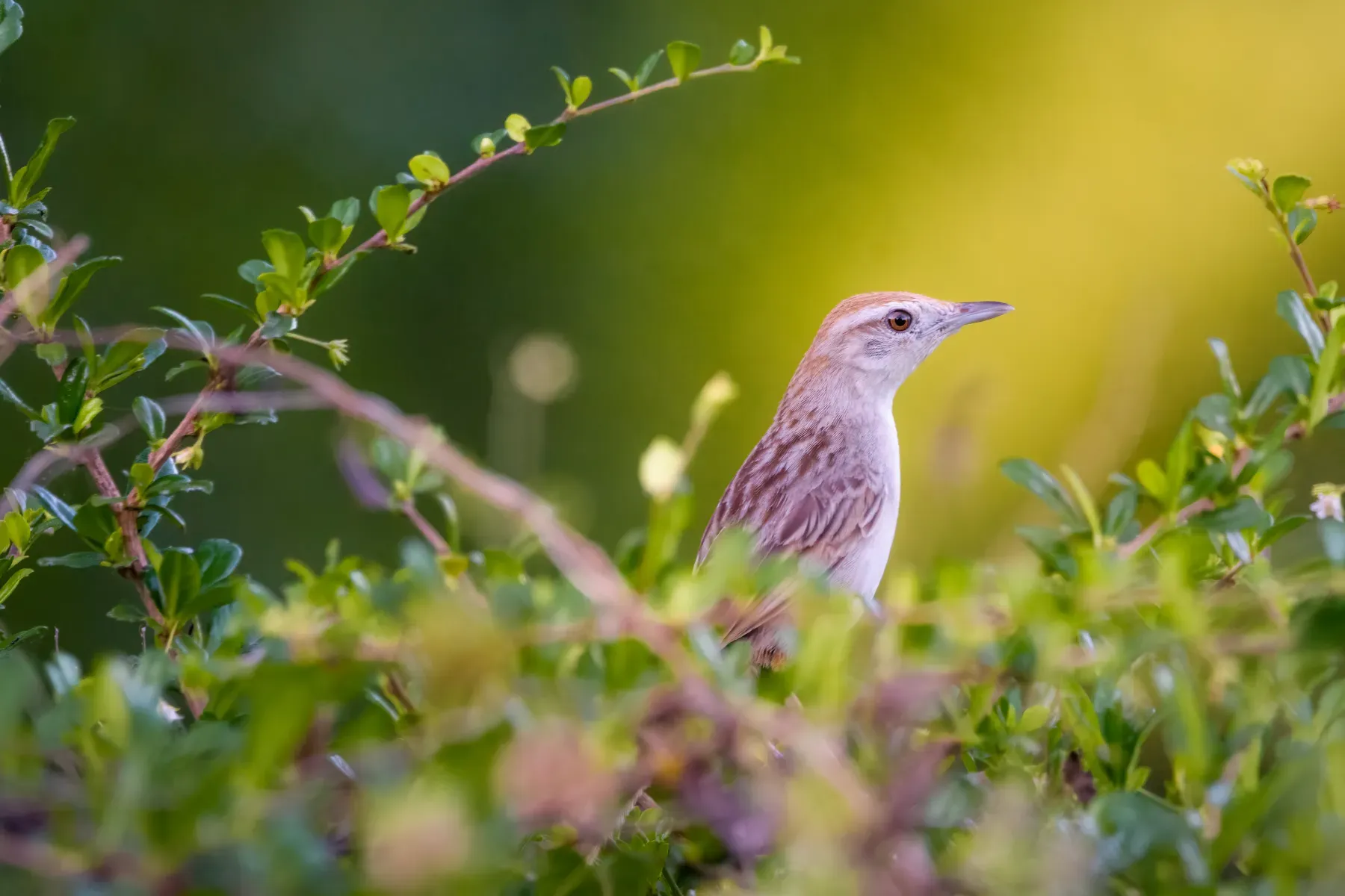 File:Striated Grassbird (Megalurus palustris forbesi).jpg