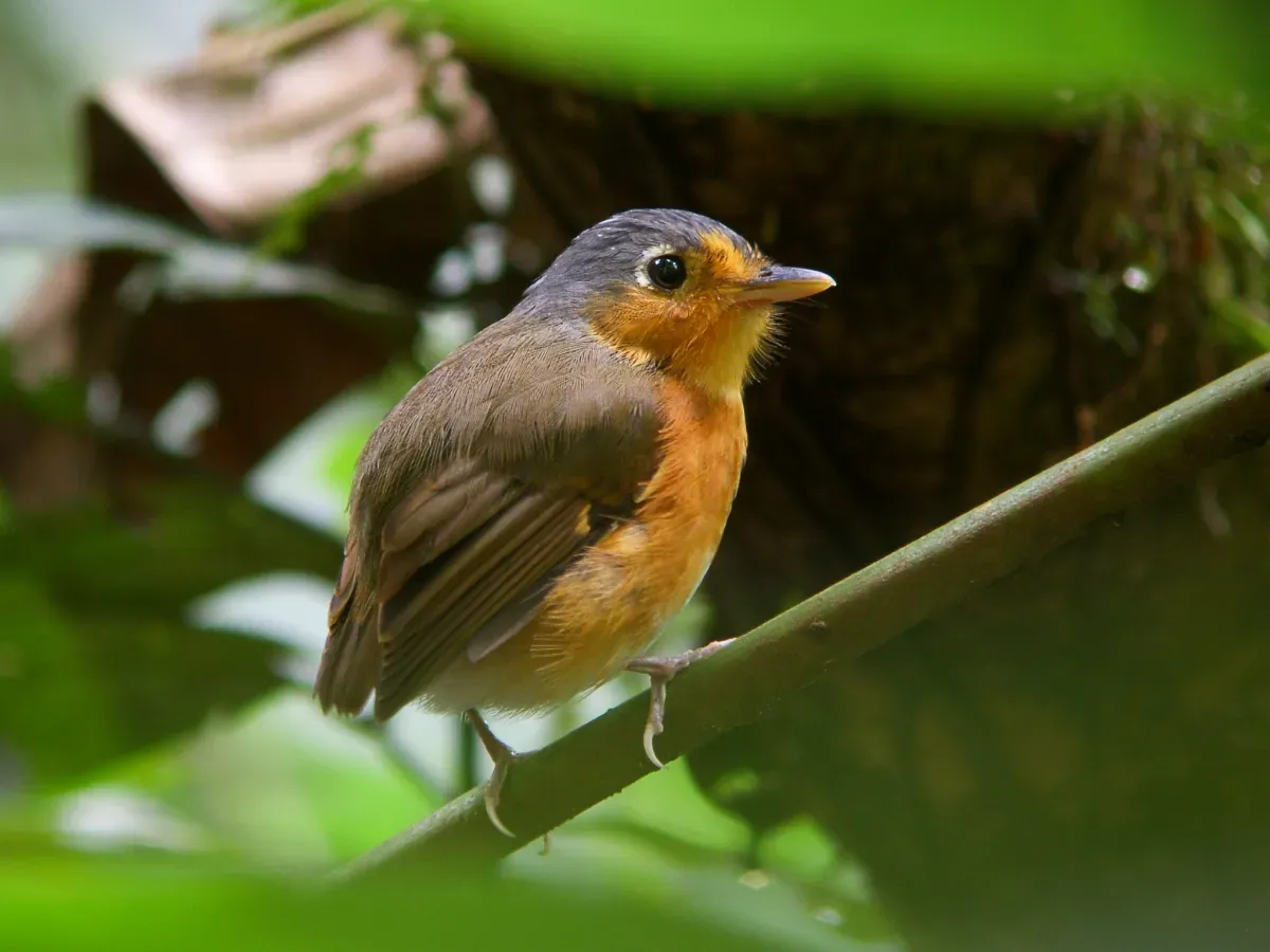 File:Grallaricula cumanensis - Sucre Antpitta 1.jpg