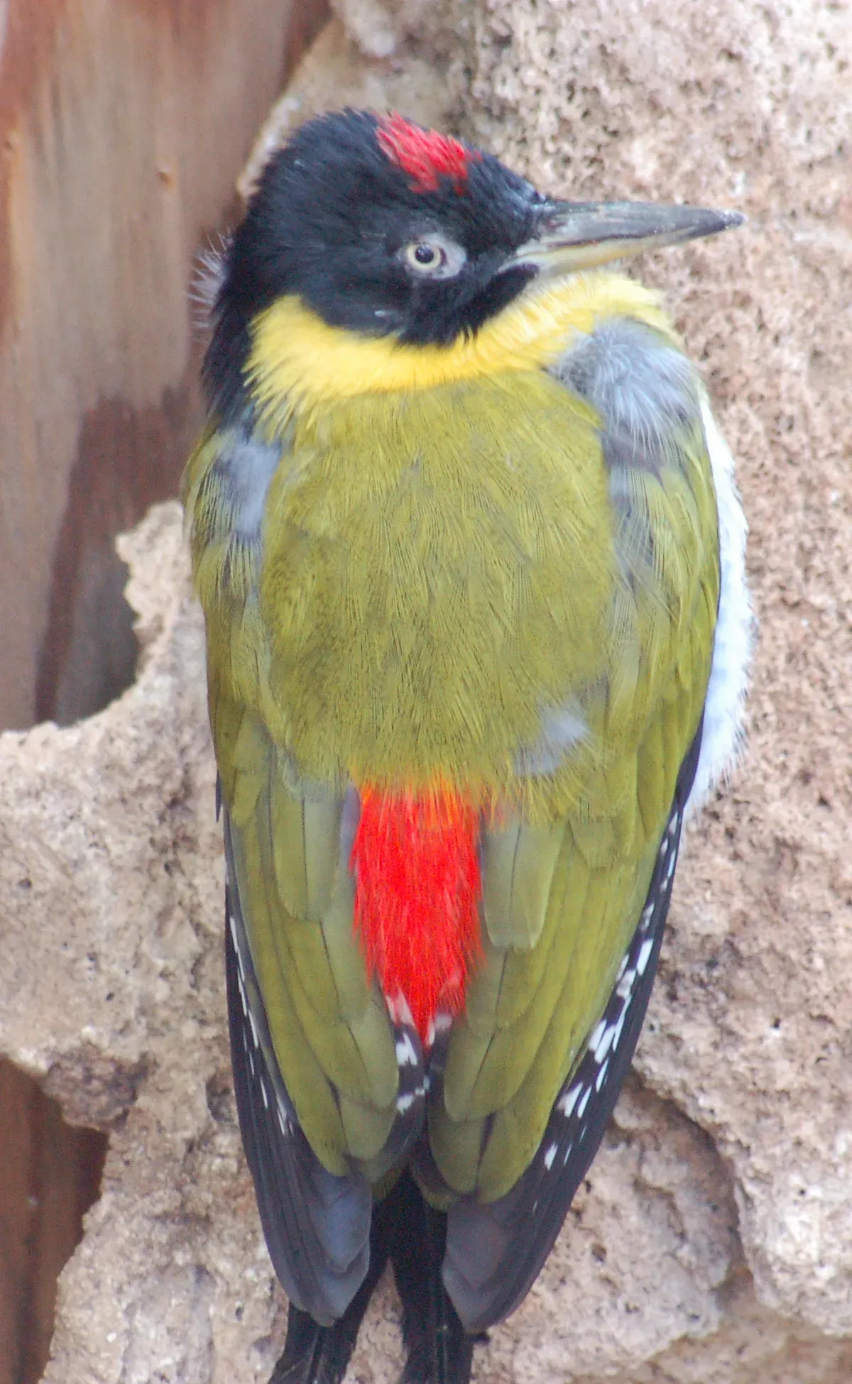 File:Black-headed Woodpecker Picus erythropygius 1200px.jpg