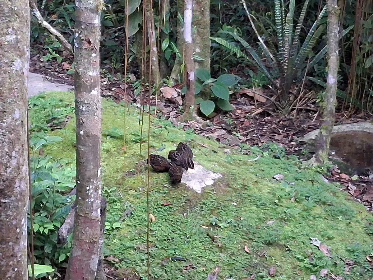 File:20250706 072828 Corcovado pechirrufo Odontophorus speciosus en Reserva Arena Blanca.jpg