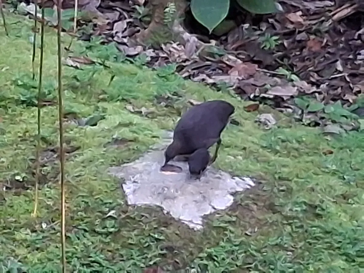 File:20250706 080434 Tinamú sombrío Crypturellus cinereus en Reserva Arena Blanca.jpg