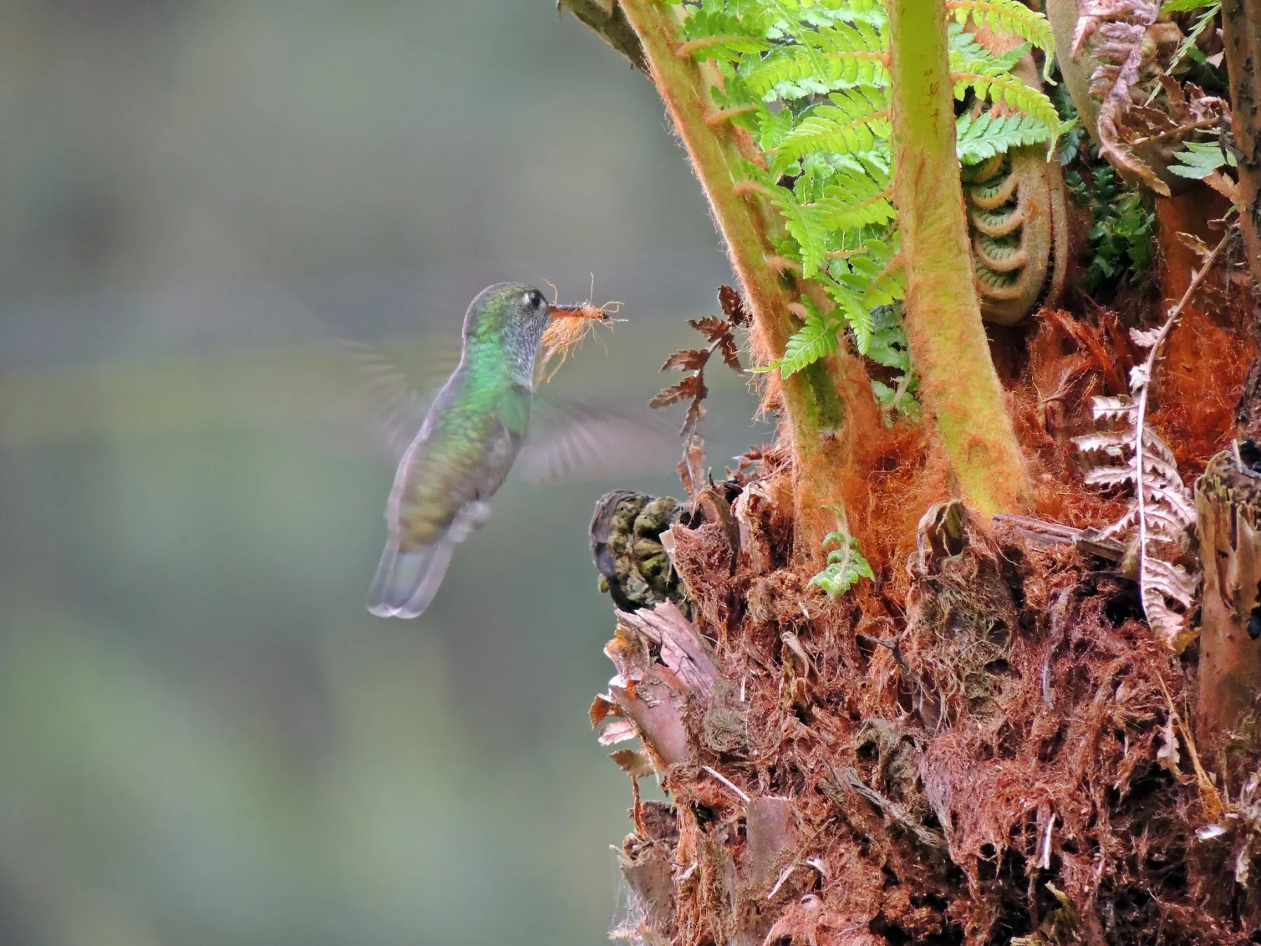 File:Chionomesa fimbriata - Aline Fernanda Antunes - 533161480.jpeg