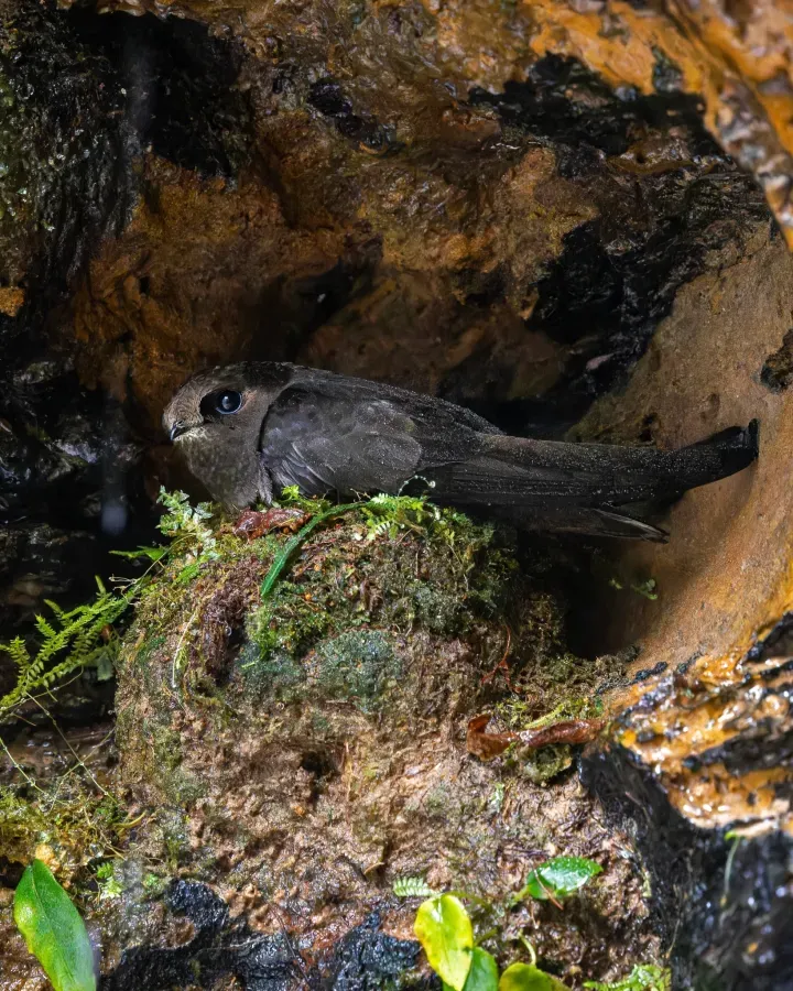 File:Cypseloides cryptus - Paulo Mascaretti - 516283675.jpeg