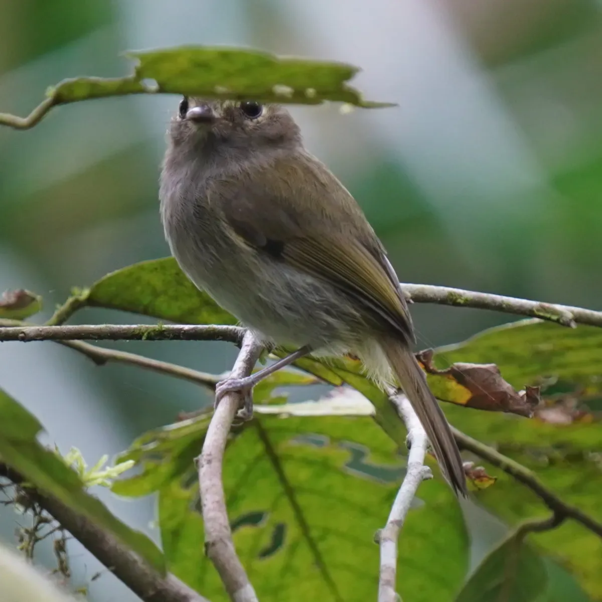 File:Hemitriccus diops - Daniel S. Katz - 478161747.jpeg