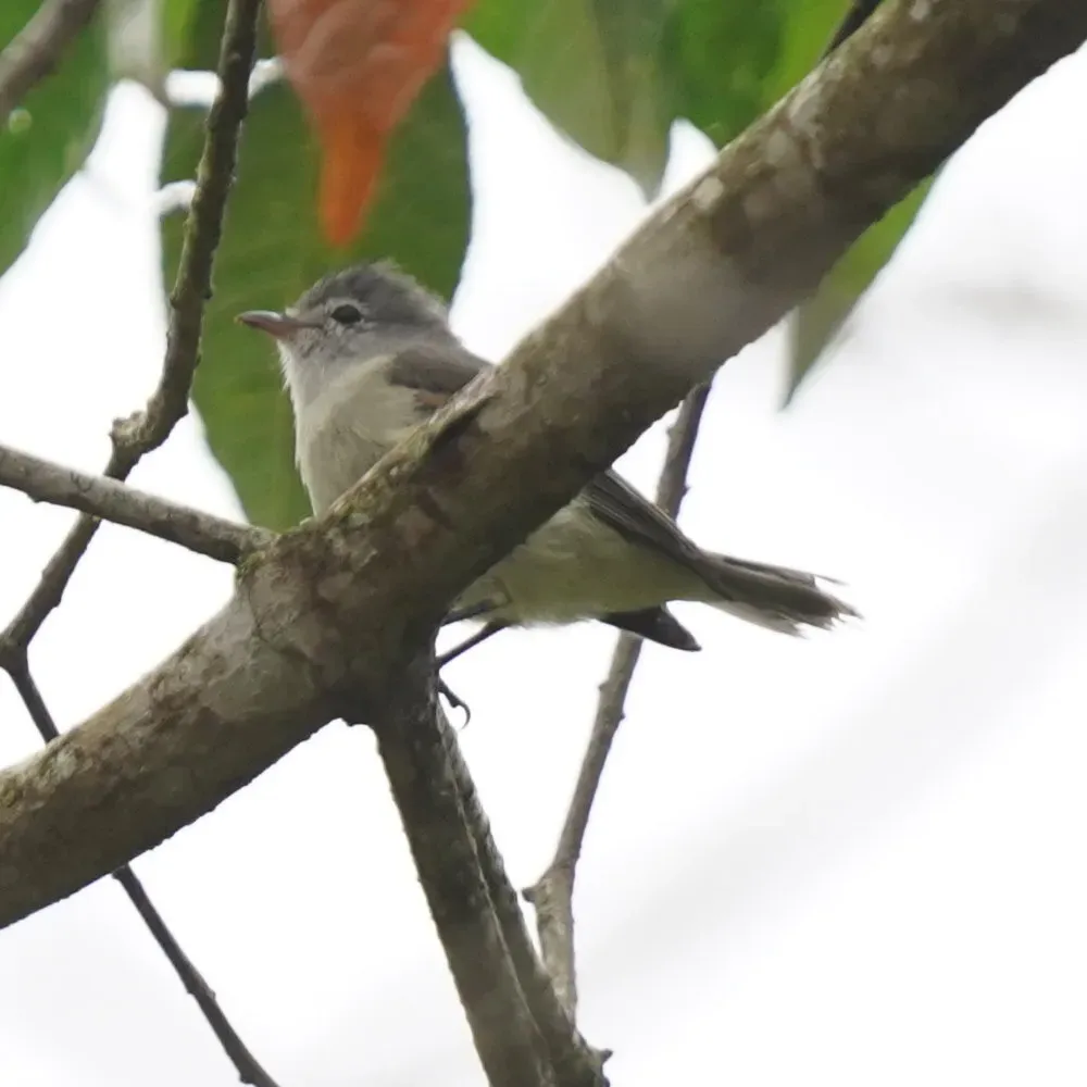 File:Camptostoma obsoletum - Daniel S. Katz - 478134750.jpeg