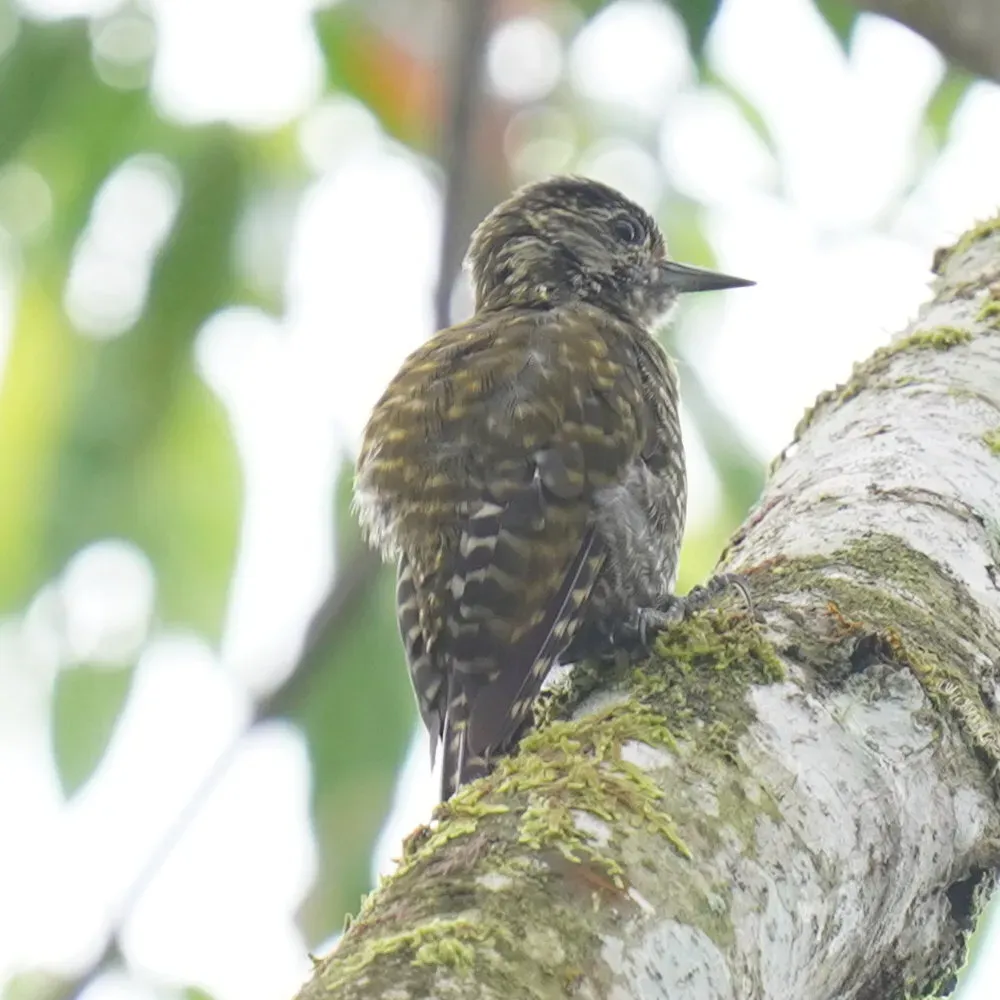 File:Dryobates spilogaster - Daniel S. Katz - 478121571.jpeg