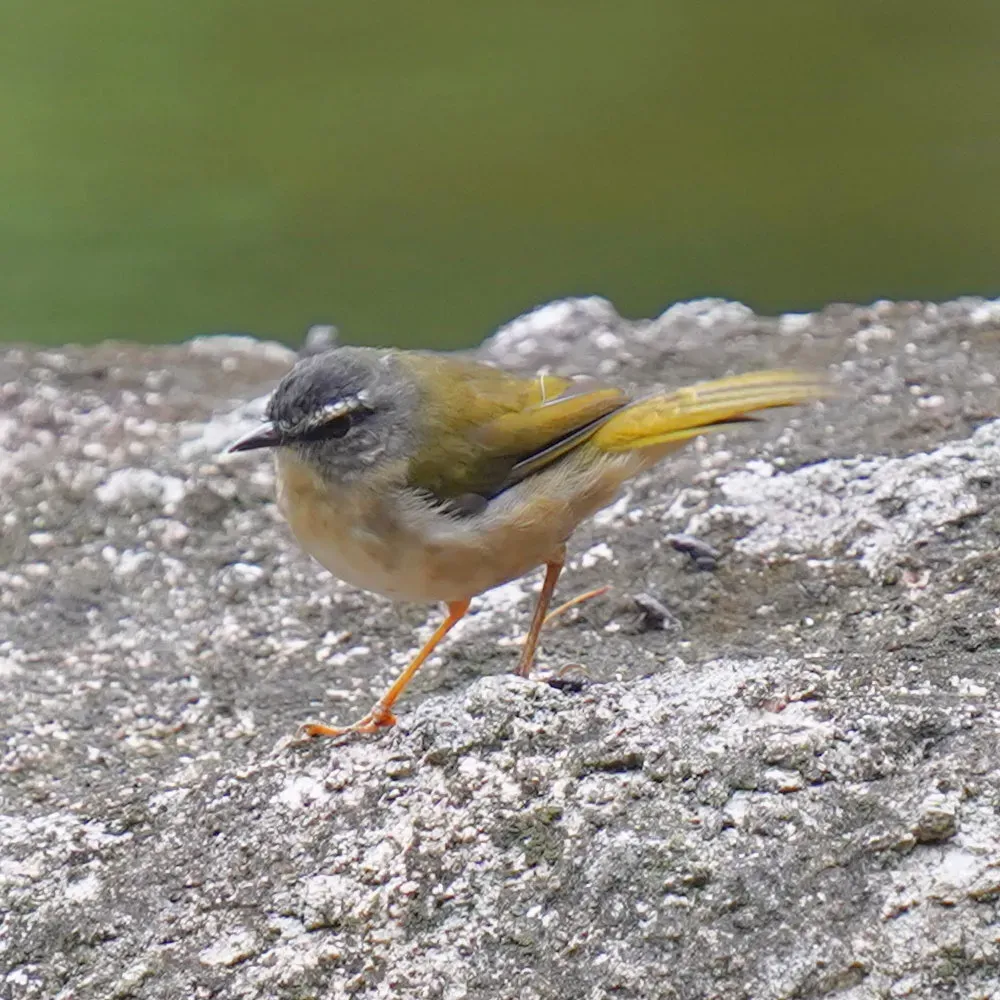 File:Myiothlypis rivularis - Daniel S. Katz - 477941895.jpeg