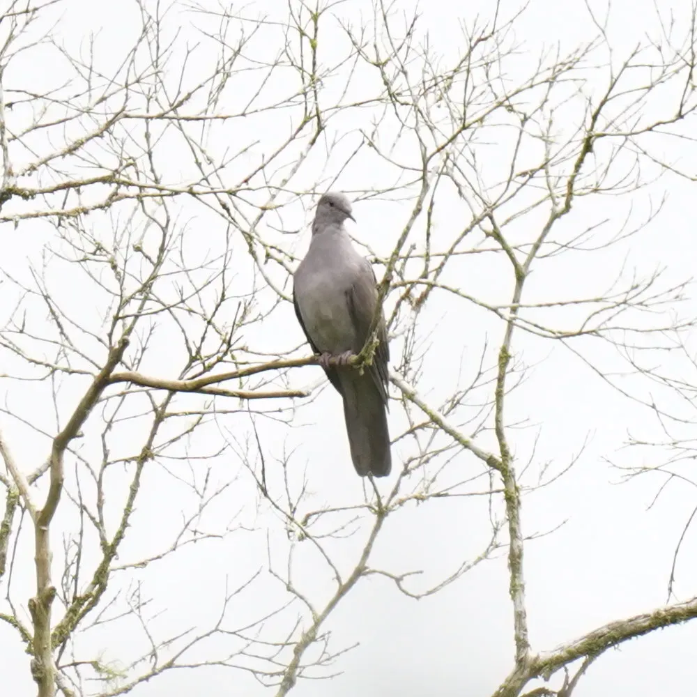 File:Patagioenas plumbea - Daniel S. Katz - 477680064.jpeg
