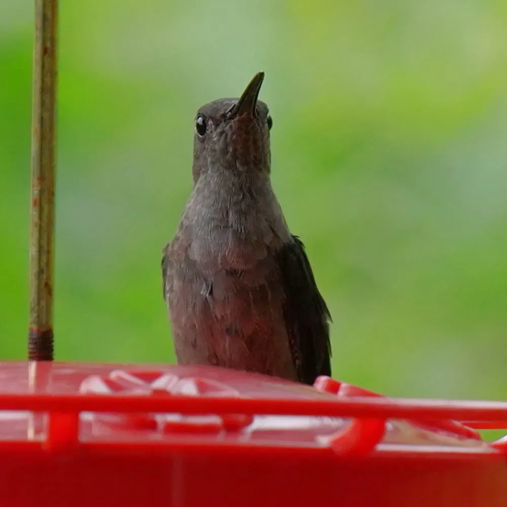 File:Eupetomena cirrochloris - Daniel S. Katz - 477676429.jpeg