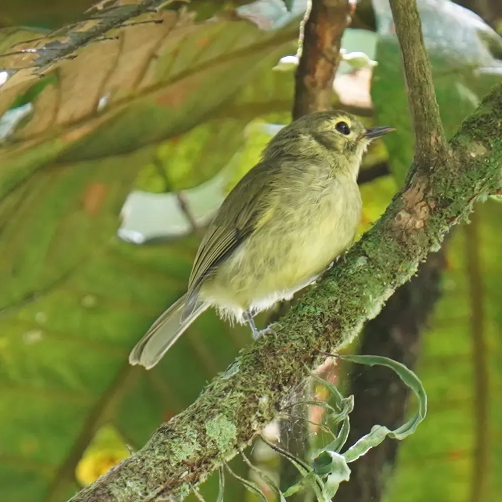 File:Phylloscartes oustaleti - Daniel S. Katz - 477001330.jpeg