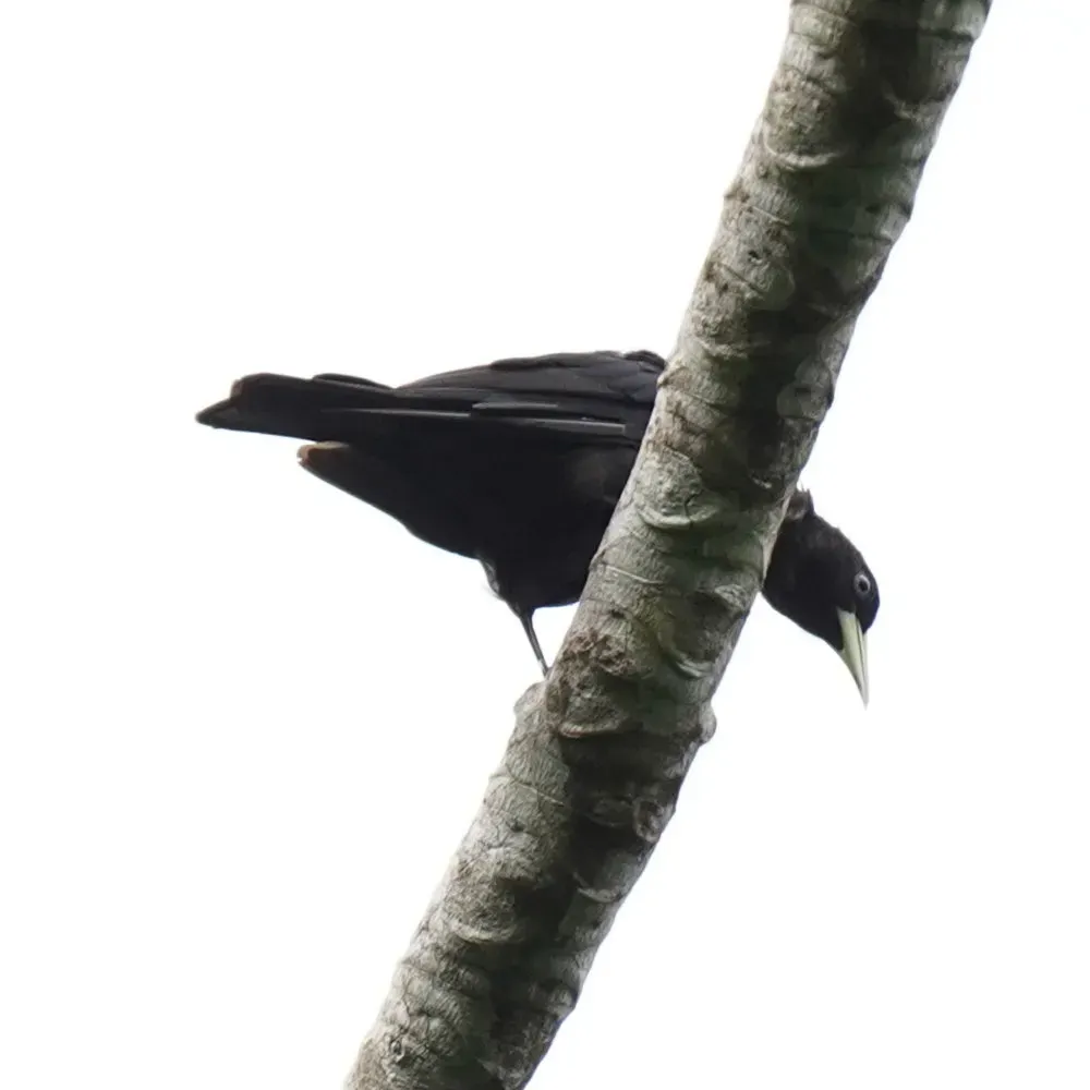 File:Cacicus haemorrhous - Daniel S. Katz - 476787134.jpeg