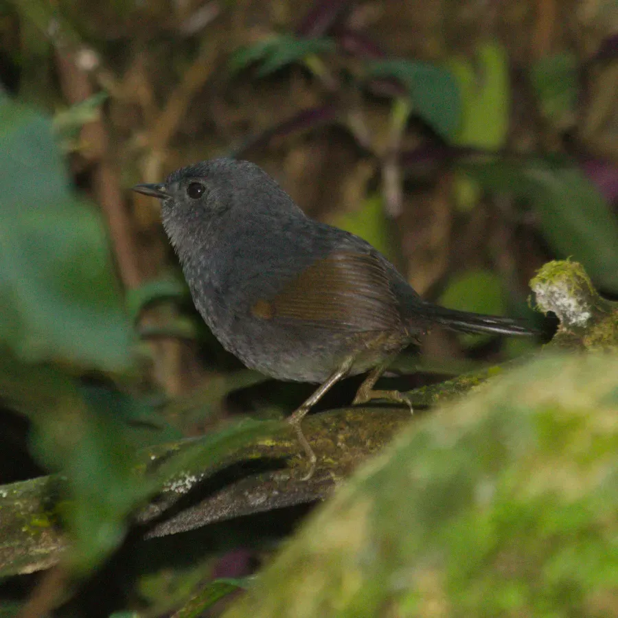File:Scytalopus speluncae - Fernando Sessegolo - 432129218.jpeg