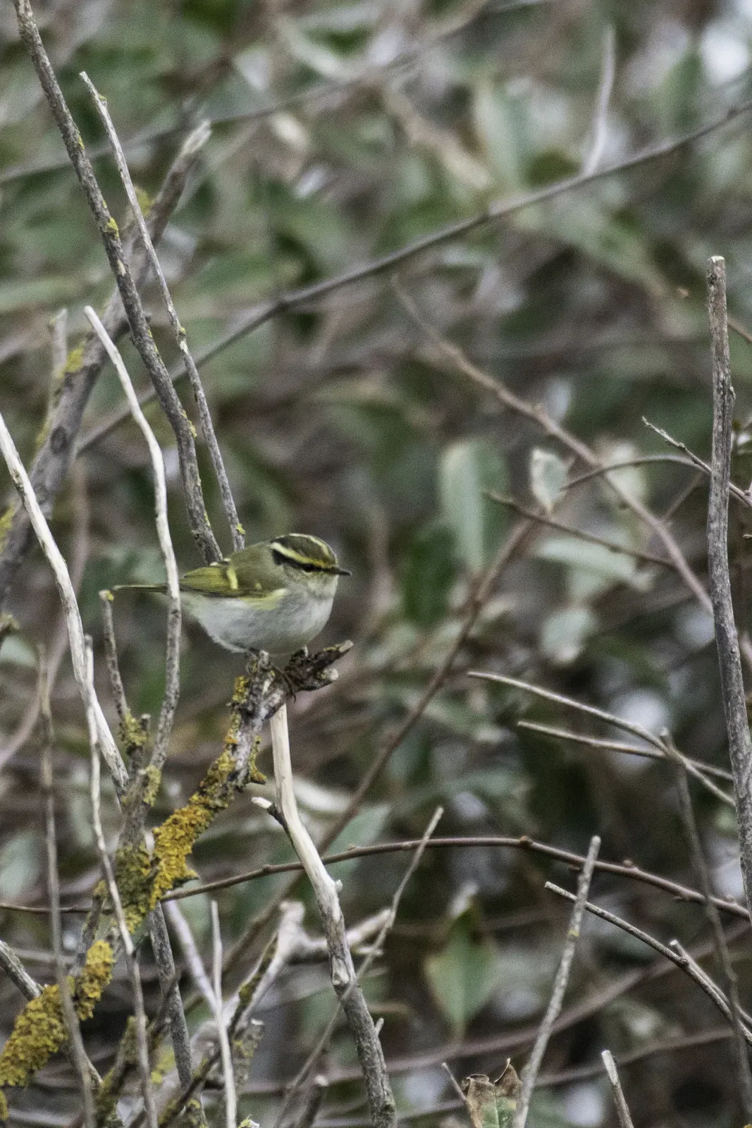 File:Pallas's leaf warbler (Phylloscopus proregulus) 2022.jpg