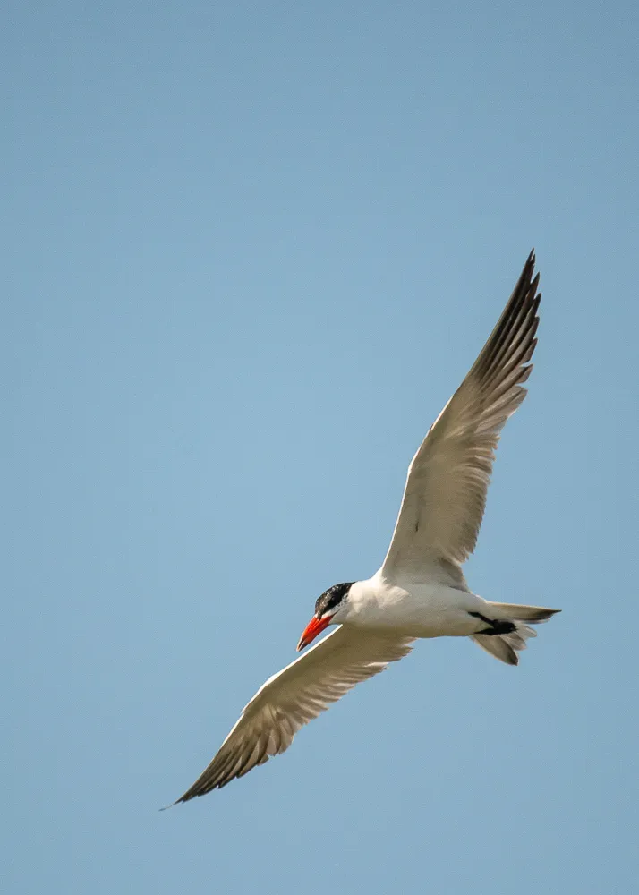 File:Caspian tern (Hydroprogne caspia) 2021.jpg