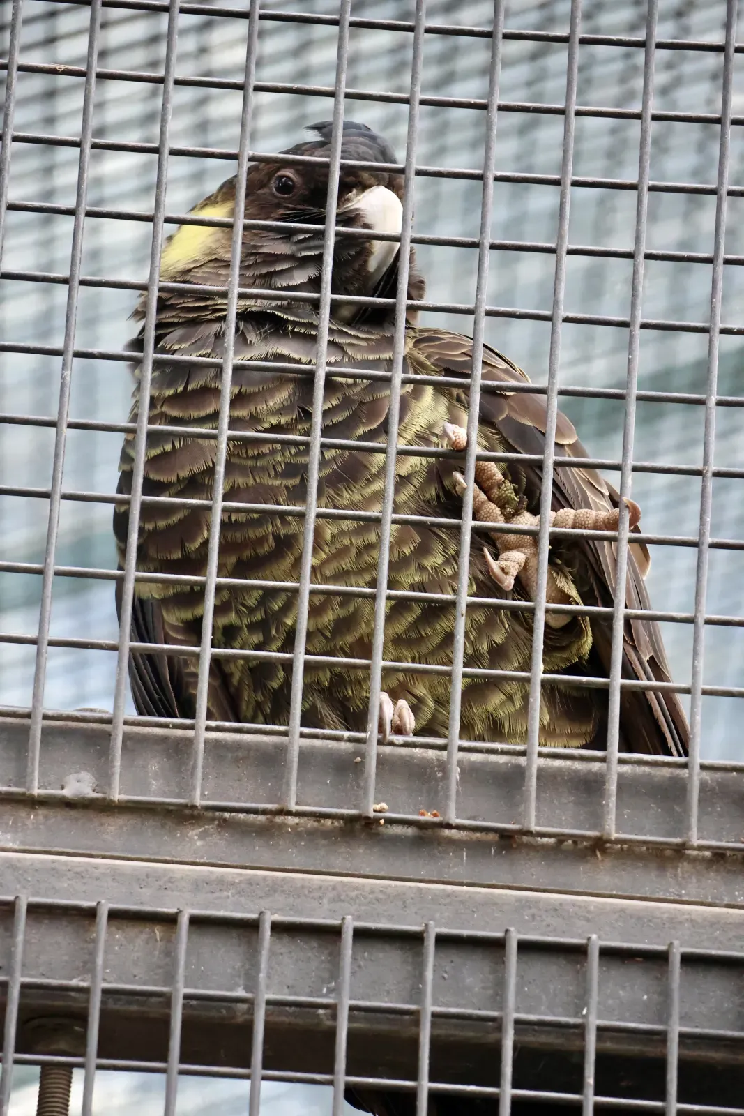 File:Zanda funerea in Cleland Wildlife Park.jpg