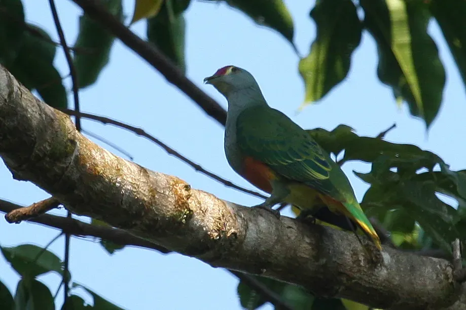 File:Ptilinopus regina -Australia-8.jpg