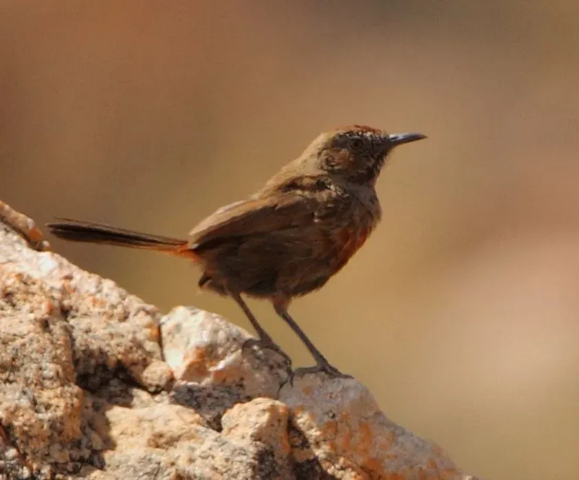 File:Euryptila subcinnamomea -near Kamassies, Kamiesberg, Northern Cape, South Africa-8.jpg