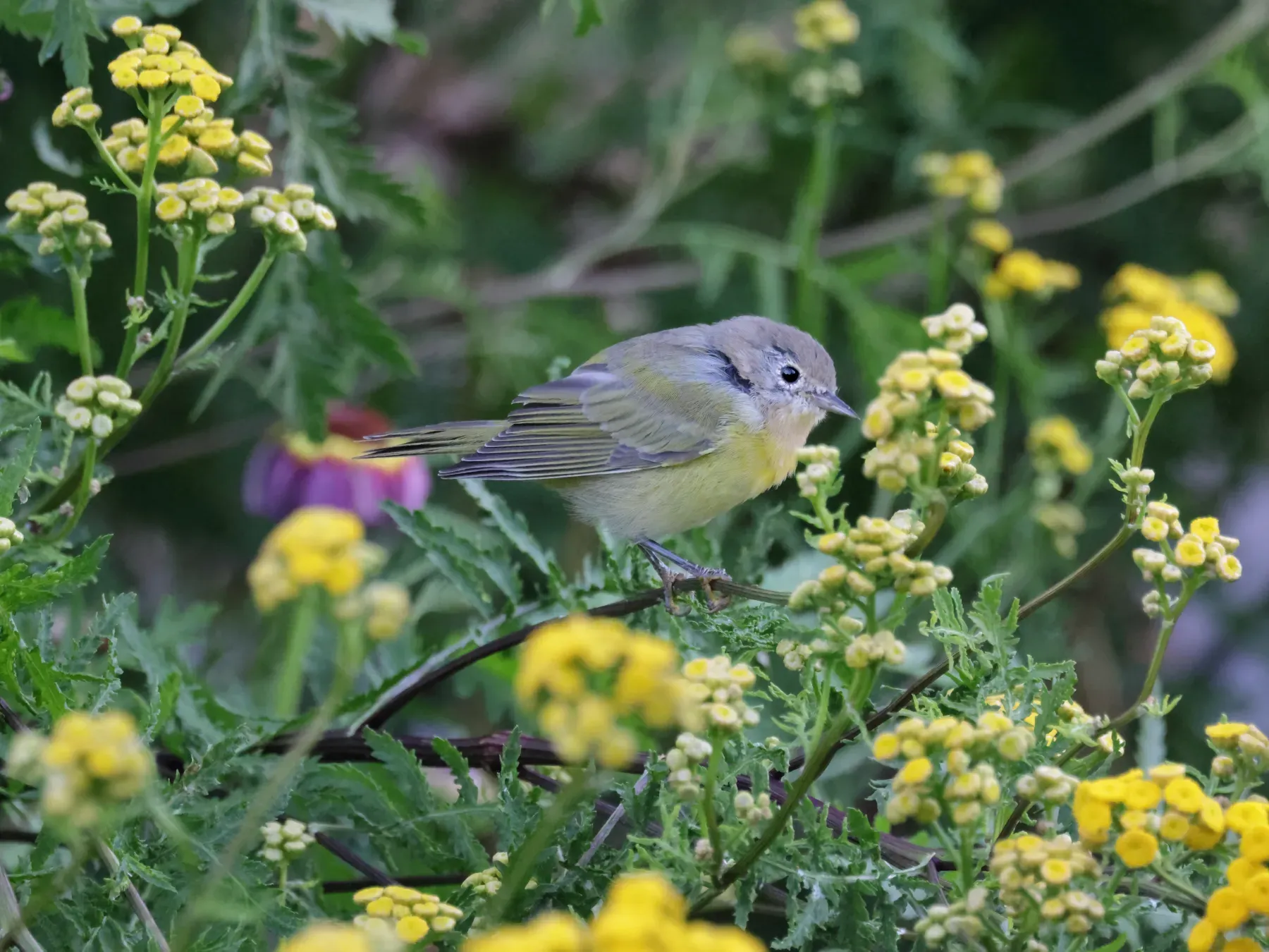 File:Leiothlypis ruficapilla JRVdH 01.jpg
