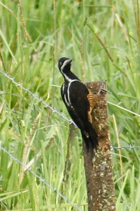 File:Campephilus pollens 10825416.jpg