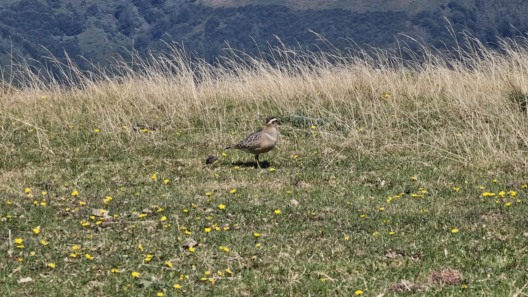File:Txirri lepokoduna, 'Eudromias morinellus' 01.jpg