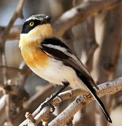 File:Batis pririt -Klein Pella, Northern Cape, South Africa -female-8.jpg