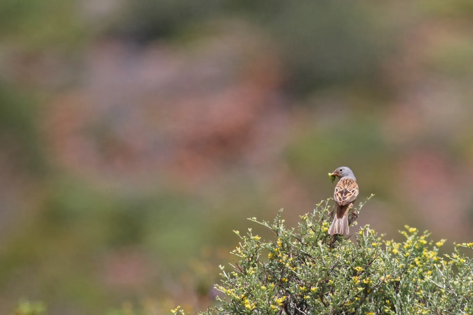 File:Bruinkeelortolaan - Cretzschmar's Bunting - Emberiza caesia.jpg