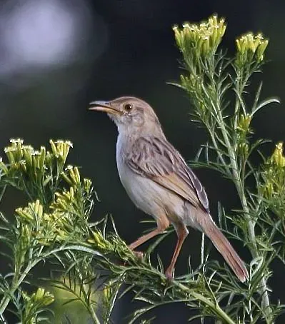 File:Cisticola chiniana -Gauteng, South Africa-8.jpg
