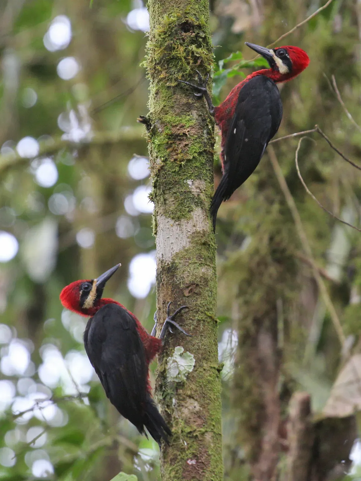 File:Campephilus haematogaster 115631729.jpg