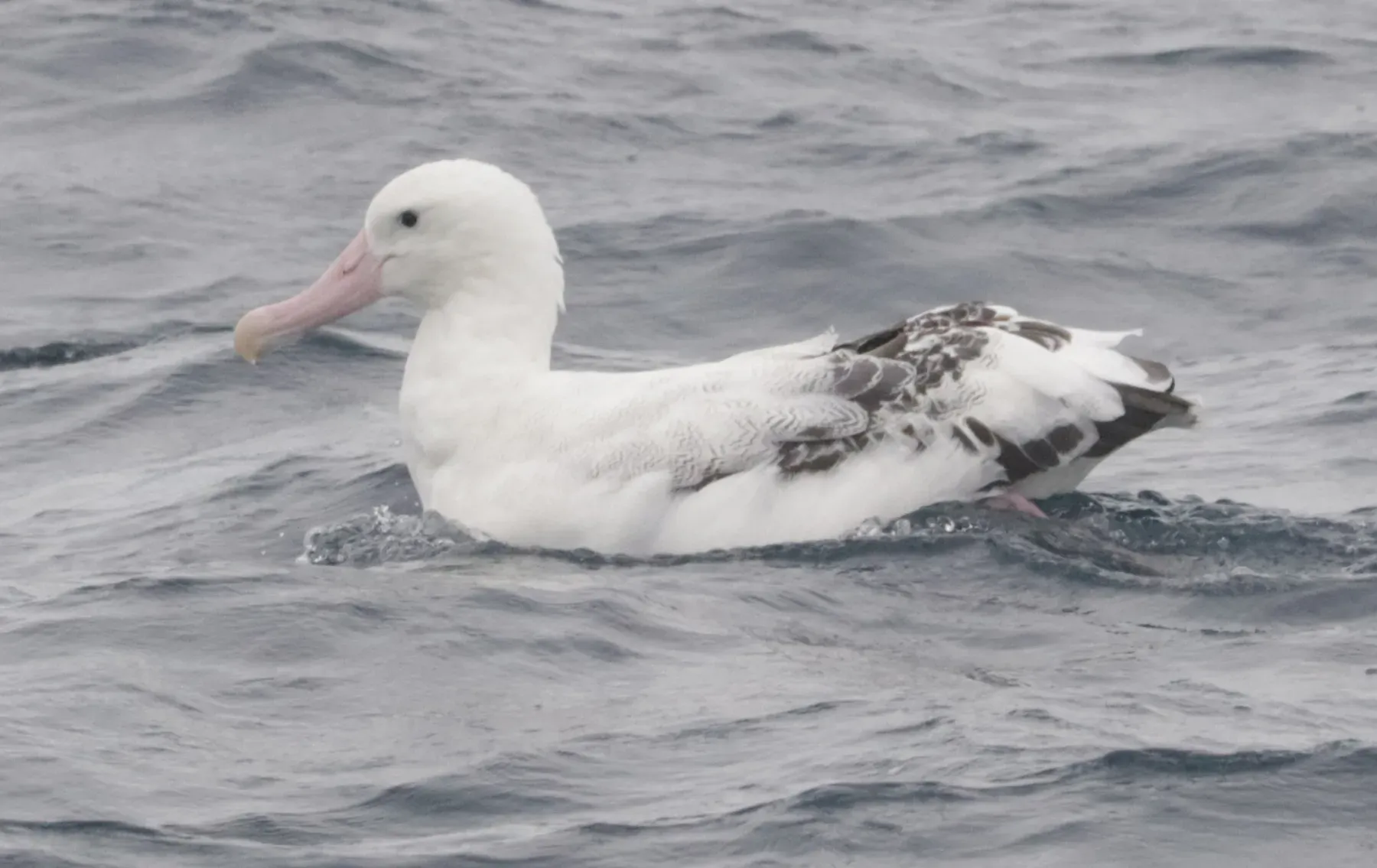 File:Diomedea dabbenena swimming.jpg