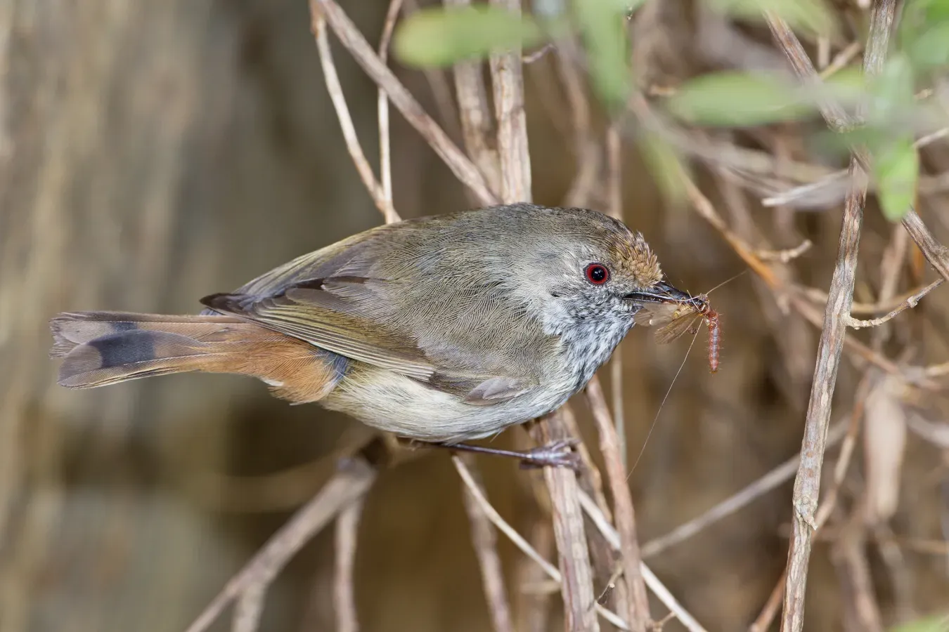 File:Acanthiza pusilla - Austin's Ferry.jpg