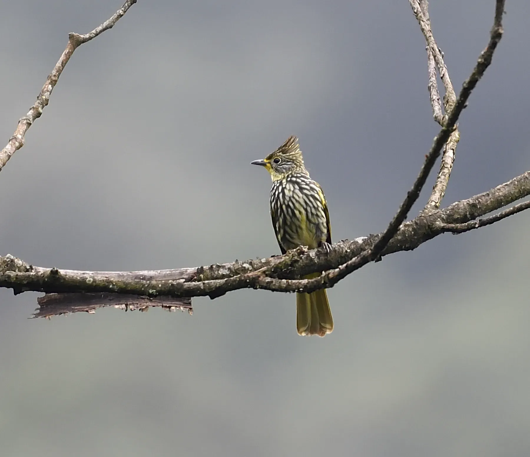 File:Alcurus striatus (10.3897-BDJ.12.e133721) Figure 7.jpg